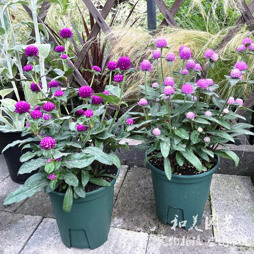 千日红草本庭院夏季耐热耐晒