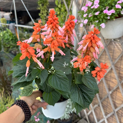 超级鼠尾草一中红庭院阳台春至秋