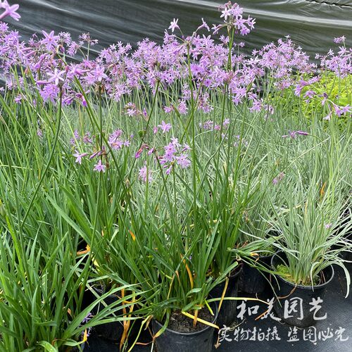 多年生紫娇花庭院花镜植物夏季