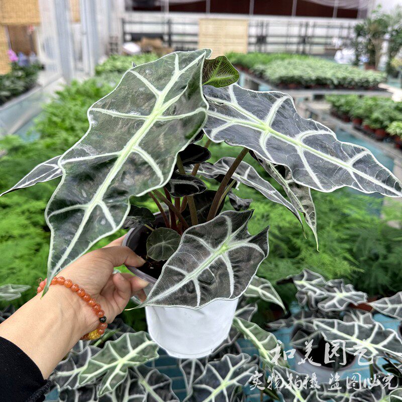 小仙女大仙女诺比鱼骨海芋图片