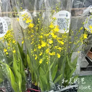 年宵花卉 跳舞兰带花发 蜜糖文心兰 满天星文心兰 室内高档兰花