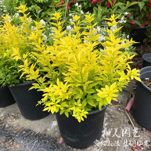 金叶黄馨庭院美观彩叶植物