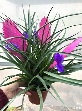 铁兰花空气凤梨稀有品种
