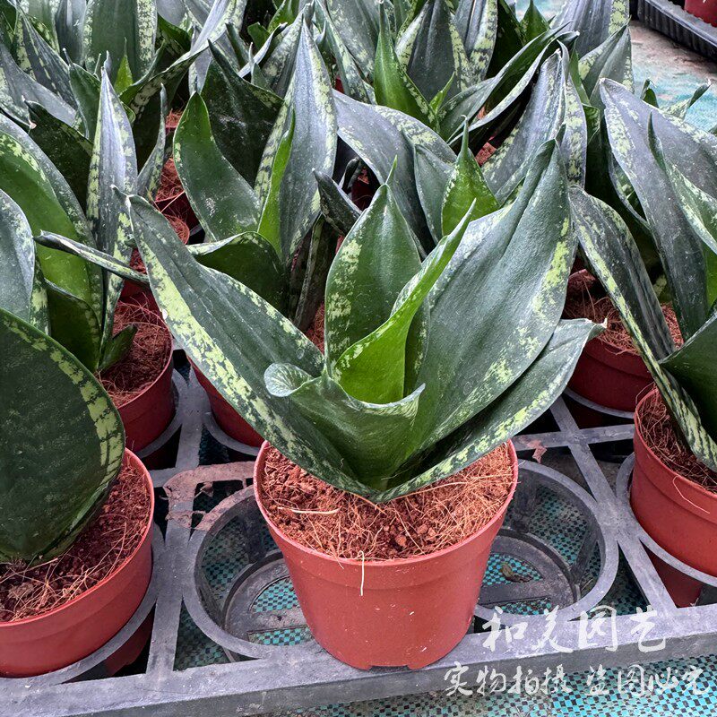 短尾虎皮兰,植物(第2页)_大山谷图库