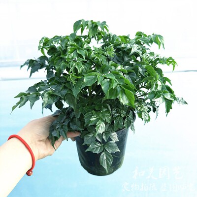 观叶绿植耐阴盆栽幸福树四季包邮