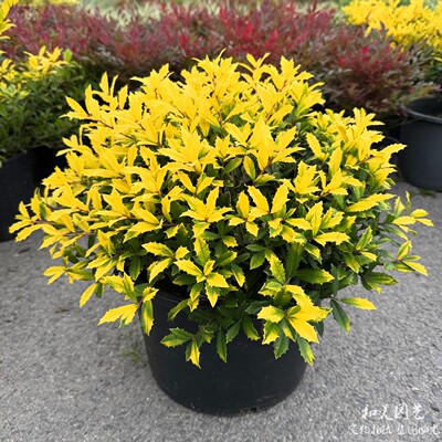 黄金枸骨冬青庭院美观