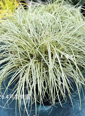 多年生观赏草金叶苔草花镜美观