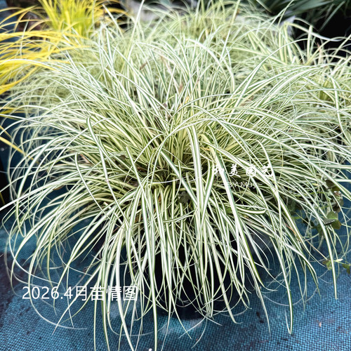 多年生观赏草金叶苔草花镜美观