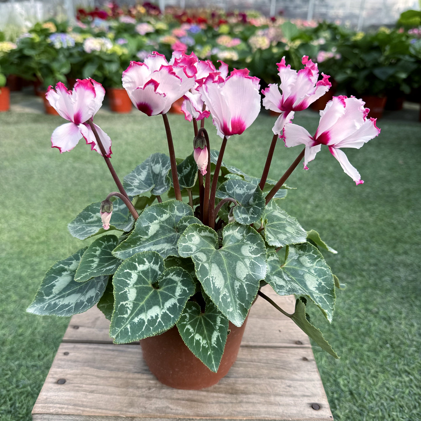 和美园艺仙客来耐寒年宵花卉