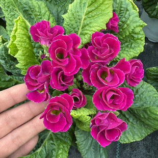 耐寒欧洲报春花带花发 樱花草 冬春阳台小巧可爱 进口玫瑰报春花