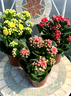 长寿花盆栽带花发 耐养型盆栽花卉 宫灯长寿长寿花盆栽 花期较长