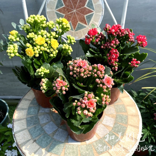 长寿花盆栽带花发耐养型花卉