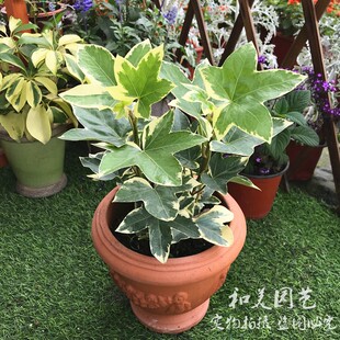 新品白锦花叶八角金盘 花叶熊掌木盆栽  爬藤观叶盆栽 多年生耐阴