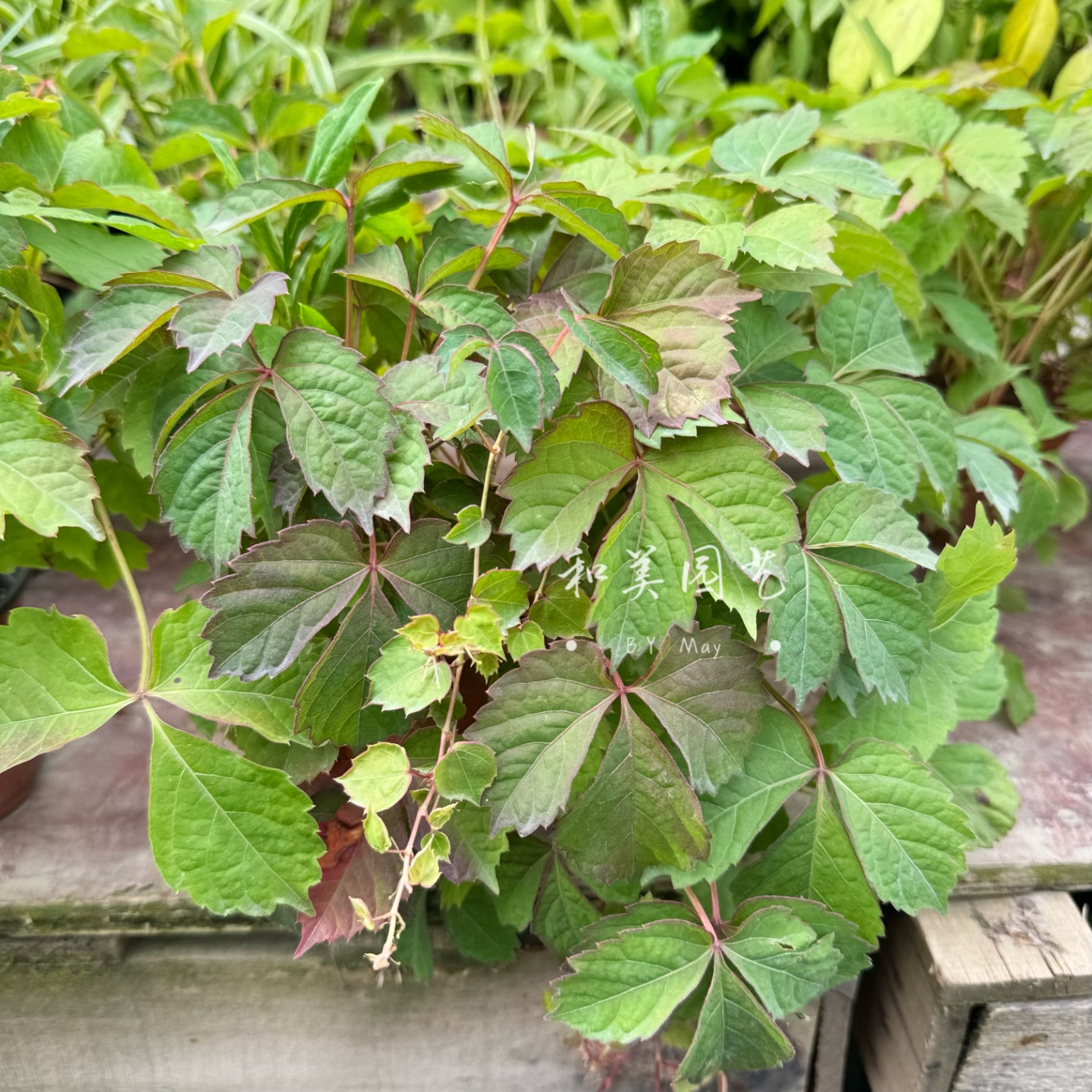 爬山虎盆栽 爬藤 四季常青爬墙虎 庭院多年生攀援植物 包邮