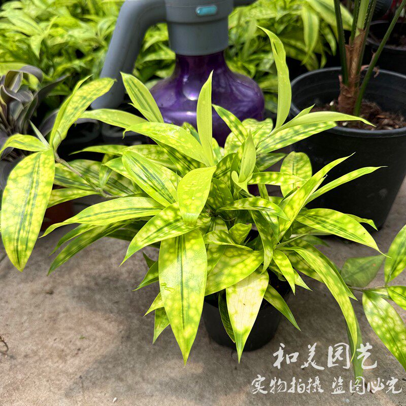 星点木盆栽 斑竹油点木 星虎斑木 细叶星点千年木 观叶组盆点缀