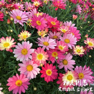 玛格丽特盆栽 庭院阳台花卉 彩色糖果小雏菊 花期较长花量大 包邮