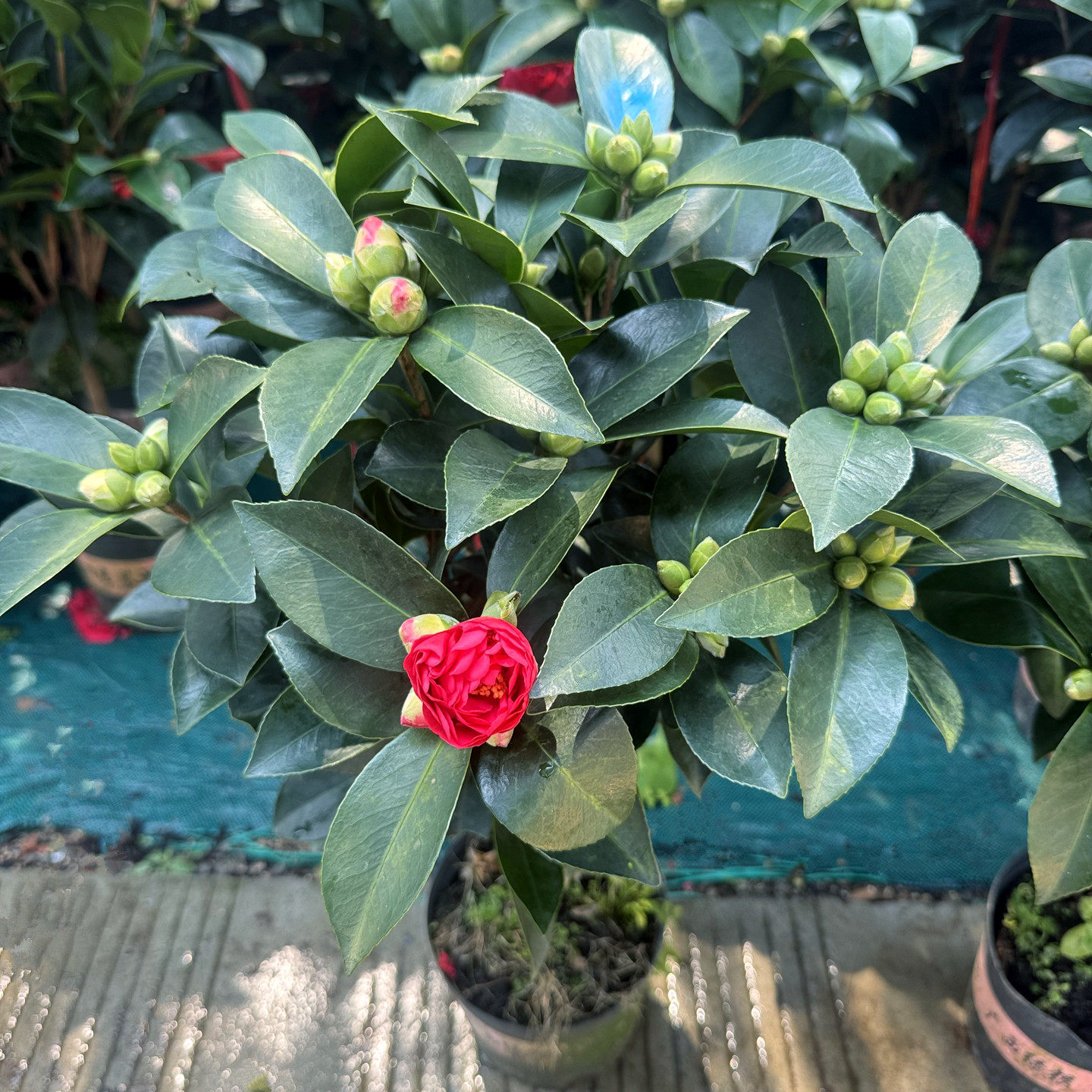 红山茶庭院盆栽花期长四季