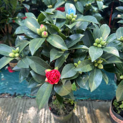 红山茶盆栽 杜鹃红山茶 四季杜鹃 新品重瓣山茶花 四季茶花 包邮