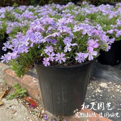 芝樱庭院芝樱多年生秋春