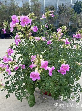 粉色凌霄紫云藤庭院植物秋季