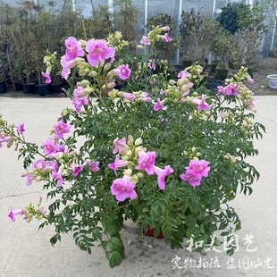粉色凌霄盆栽 紫云藤紫云花  庭院阳台凌霄花苗 蔓藤植物 包邮