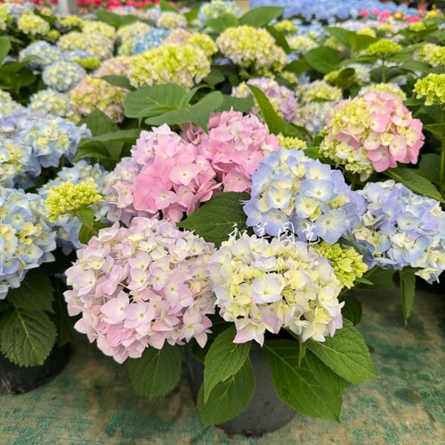 八仙花进口大花绣球无尽夏多年生