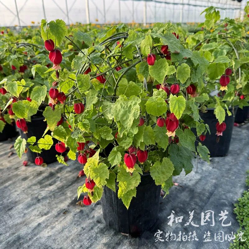 爬藤吊钟盆栽 吊钟海棠 藤本灯笼花 耐半阴花卉 花期长 包邮