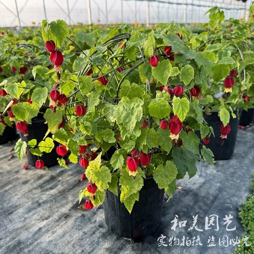 盆栽灯笼花庭院倒挂金钟花期长