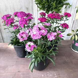 绣球石竹 霹雳石竹 绿绒球 花毯石竹 耐寒石竹梅 花期较长