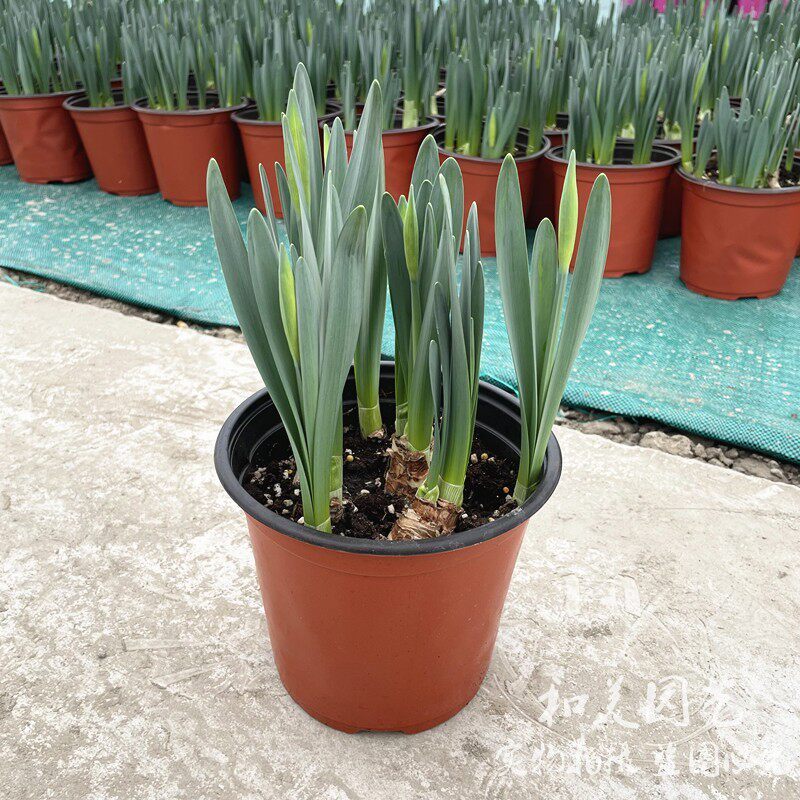 进口大花洋水仙盆栽 耐寒黄水仙 重瓣洋水仙 多年生根球花卉 包邮,鲜花速递/花卉仿真/绿植园艺,时令草本花卉,淘宝优惠券,粉丝福利购,淘宝优惠卷