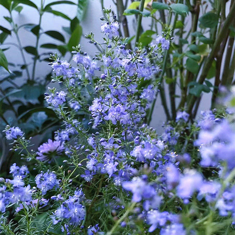 蓝色哈密瓜地肤盆栽 芳香地肤 庭院阳台盆栽花卉 地被蓝色系植物