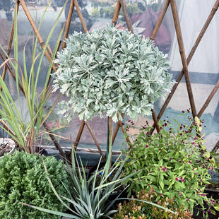 芙蓉菊 玉芙蓉 银叶菊 银蜡菊 银叶朝雾草 花镜银色观叶植物