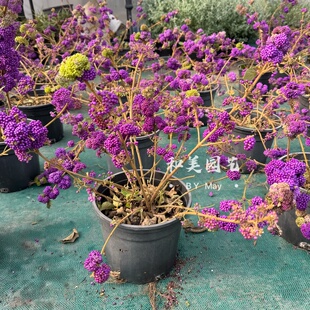 日本紫珠盆栽 转运珠 紫珠   庭院阳台多年生灌木盆栽 包邮