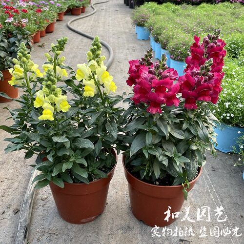 金鱼草草本花卉庭院露台秋冬春