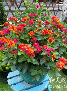 和美园艺 庭院花园 五色梅盆栽  紫色五色梅耐热耐晒花期长 包邮