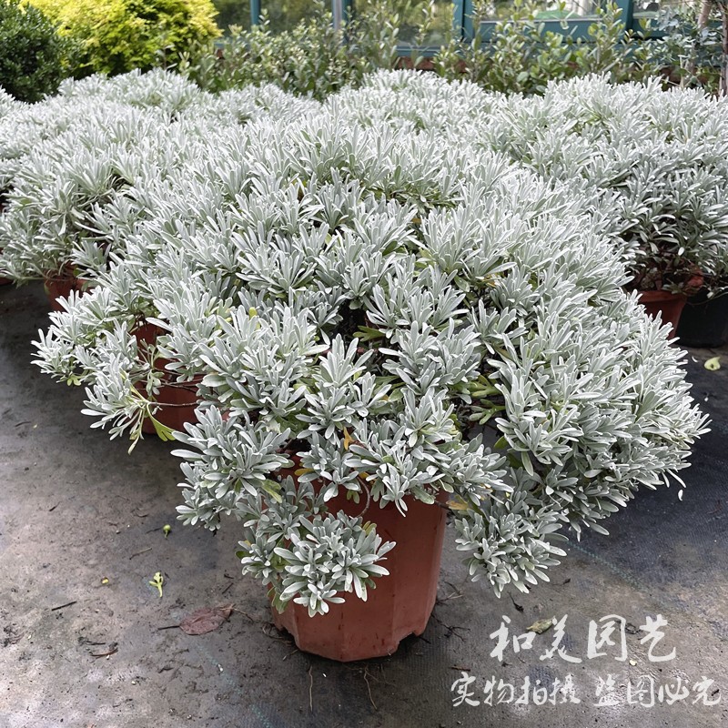 芙蓉菊 玉芙蓉 银叶菊 银香菊 银蜡菊 银叶朝雾草 银色观叶植物