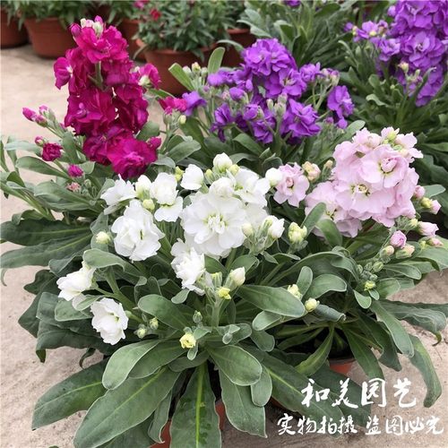 紫罗兰庭院露台冬春耐寒