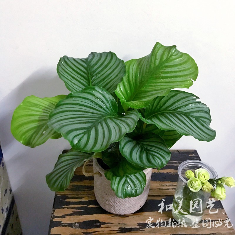 青苹果竹芋常绿观叶植物客厅美观