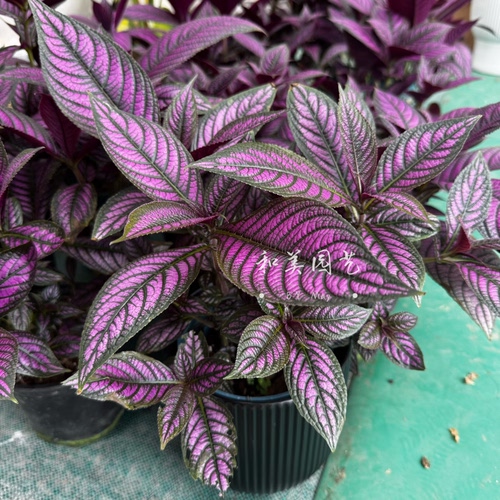 波斯红草室内新奇紫叶植物