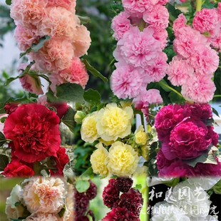 重瓣蜀葵查特 桃子与梦 大花蜀葵一丈红 庭院阳台耐热花卉 花期长