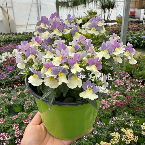 龙面花盆栽带花发 冬春阳台花卉 较耐寒花期较长 丰花系列 包邮