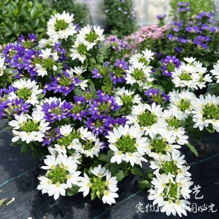 草海桐盆栽 蓝扇花 庭院矮生匍匐花卉 耐热性好 花期长可垂吊包邮