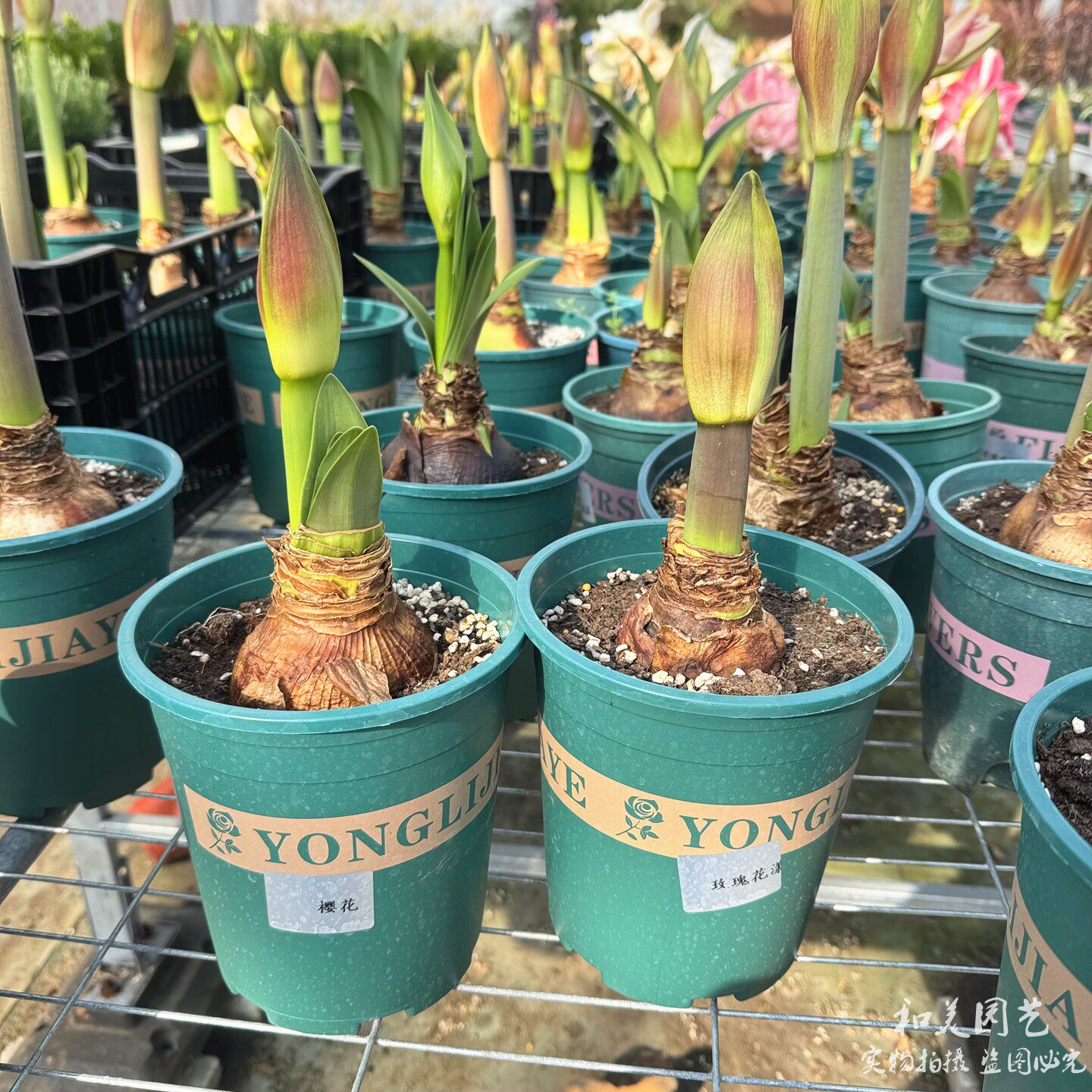 进口大花朱顶红盆栽带花苞 朱顶红苗  红花莲 百子莲成品苗 包邮