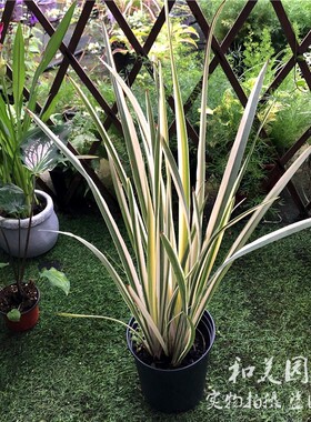 花叶玉婵 山菅兰花镜花卉山菅兰蓝色乌托邦 庭院水池边造景植物