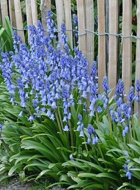 西班牙蓝铃花盆栽带花苞 粉蓝铃 庭院阳台多年生蓝色系根球花卉