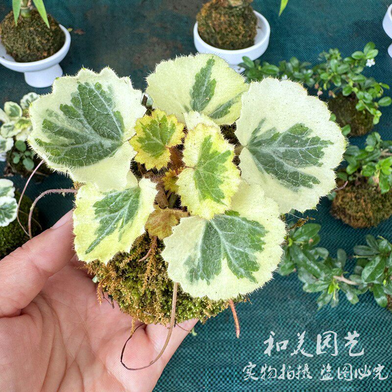 姬虎耳草   微型植物 假山草  日本迷你姬虎耳 微盆景七变化包邮