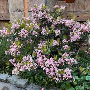 粉团石斑木盆栽 海岛春花盆栽 庭院阳台多年生 低维护花镜植物