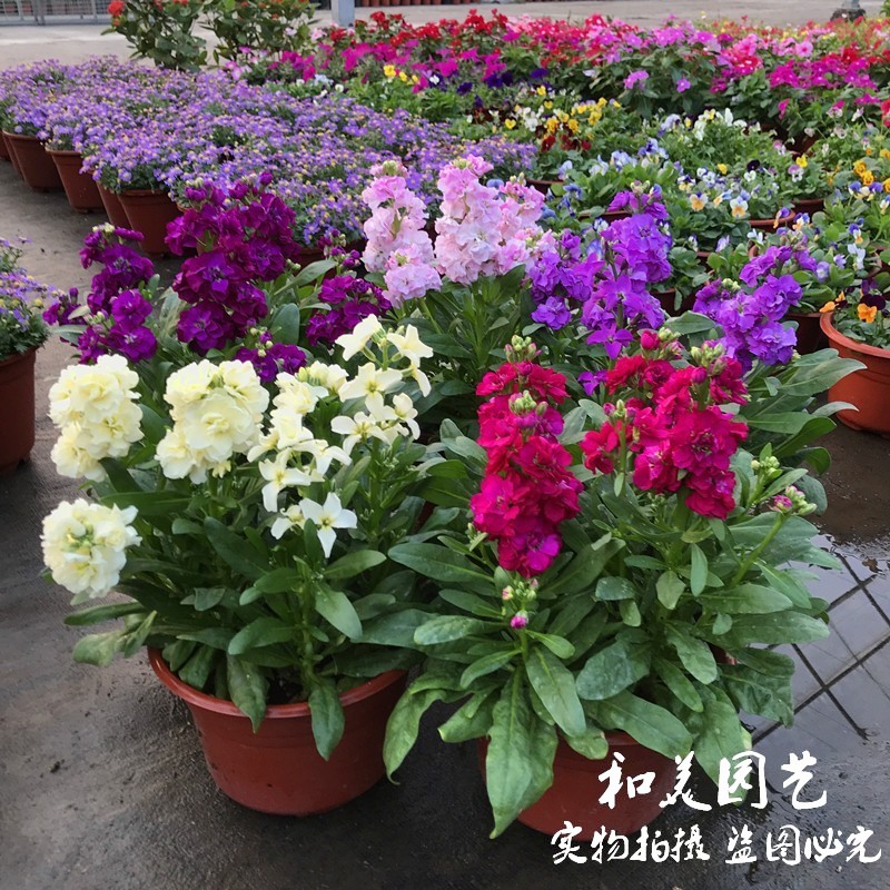 耐寒紫罗兰盆栽 冬季露天花卉 庭院阳台芳香花镜植物 包邮