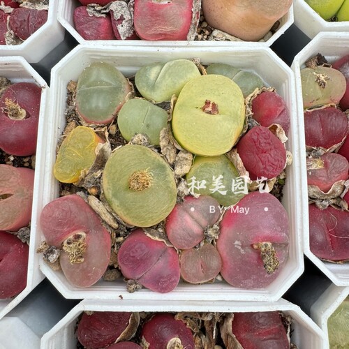 彩色精品多肉植黑豆锦石头花