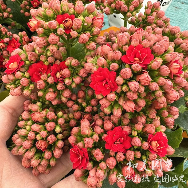 长寿花多年生花卉阳台四季花期长